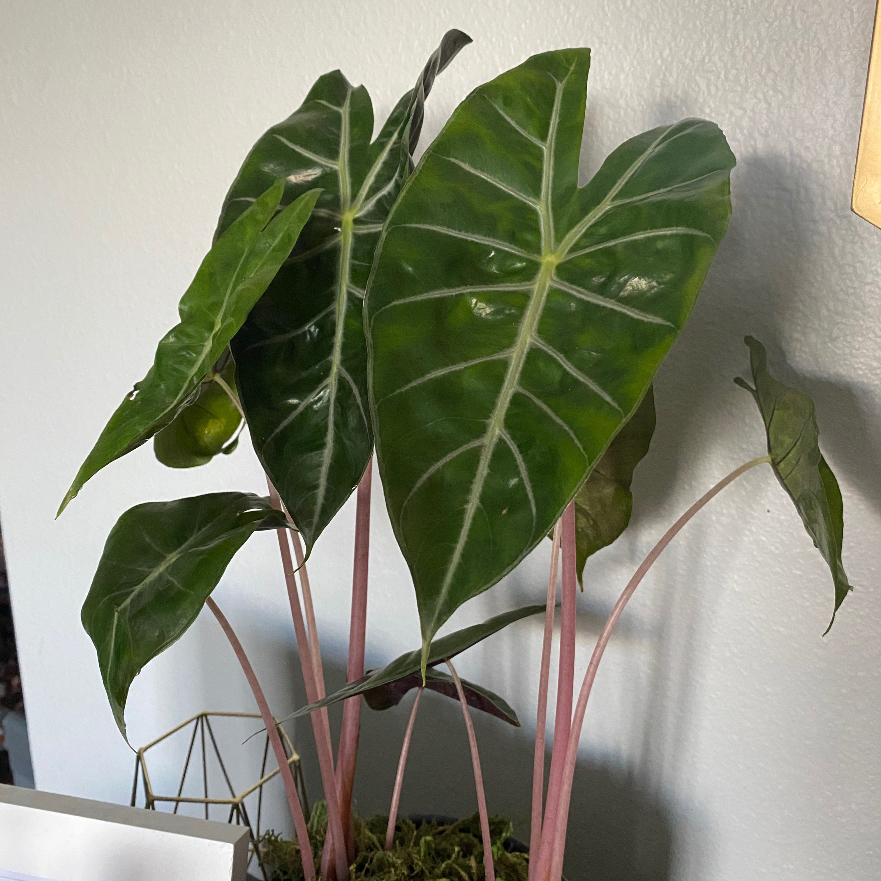 Alocasia Pink Dragon plant with large dark green leaves and pink stems, well-framed and centered.