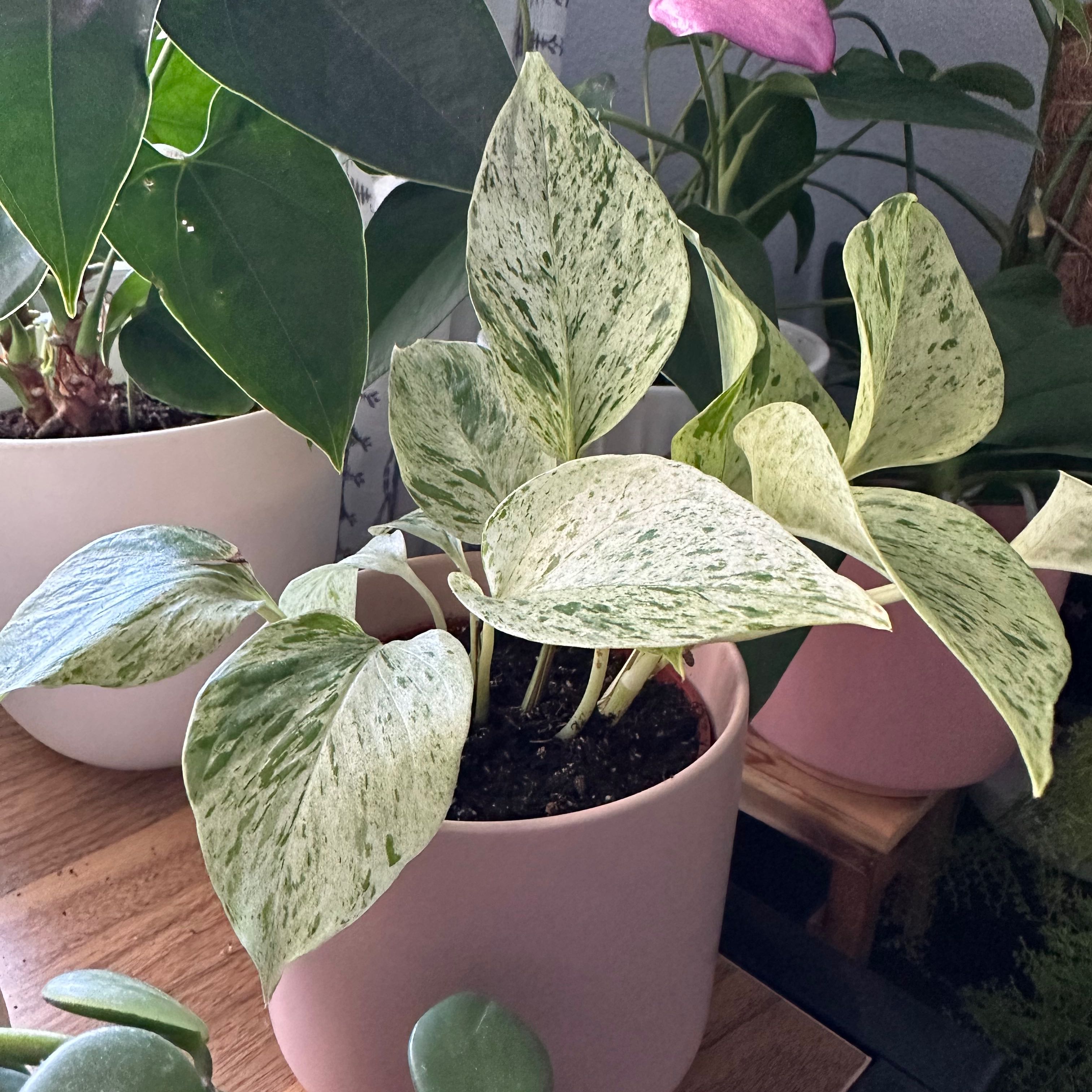 Snow Queen Pothos plant in a pink pot with variegated leaves, healthy appearance.
