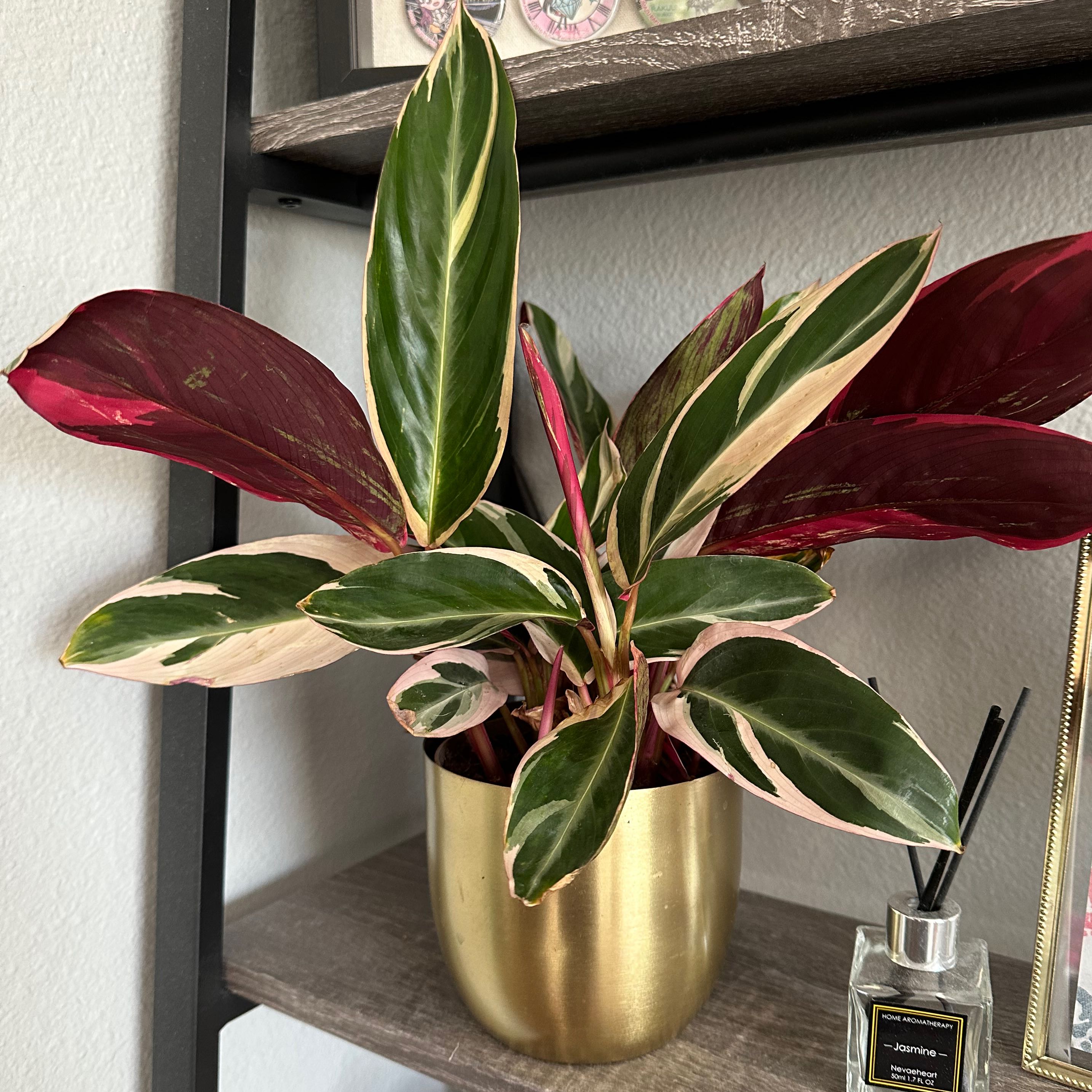 Stromanthe sanguinea 'Tricolor' plant in a gold pot with vibrant variegated leaves.