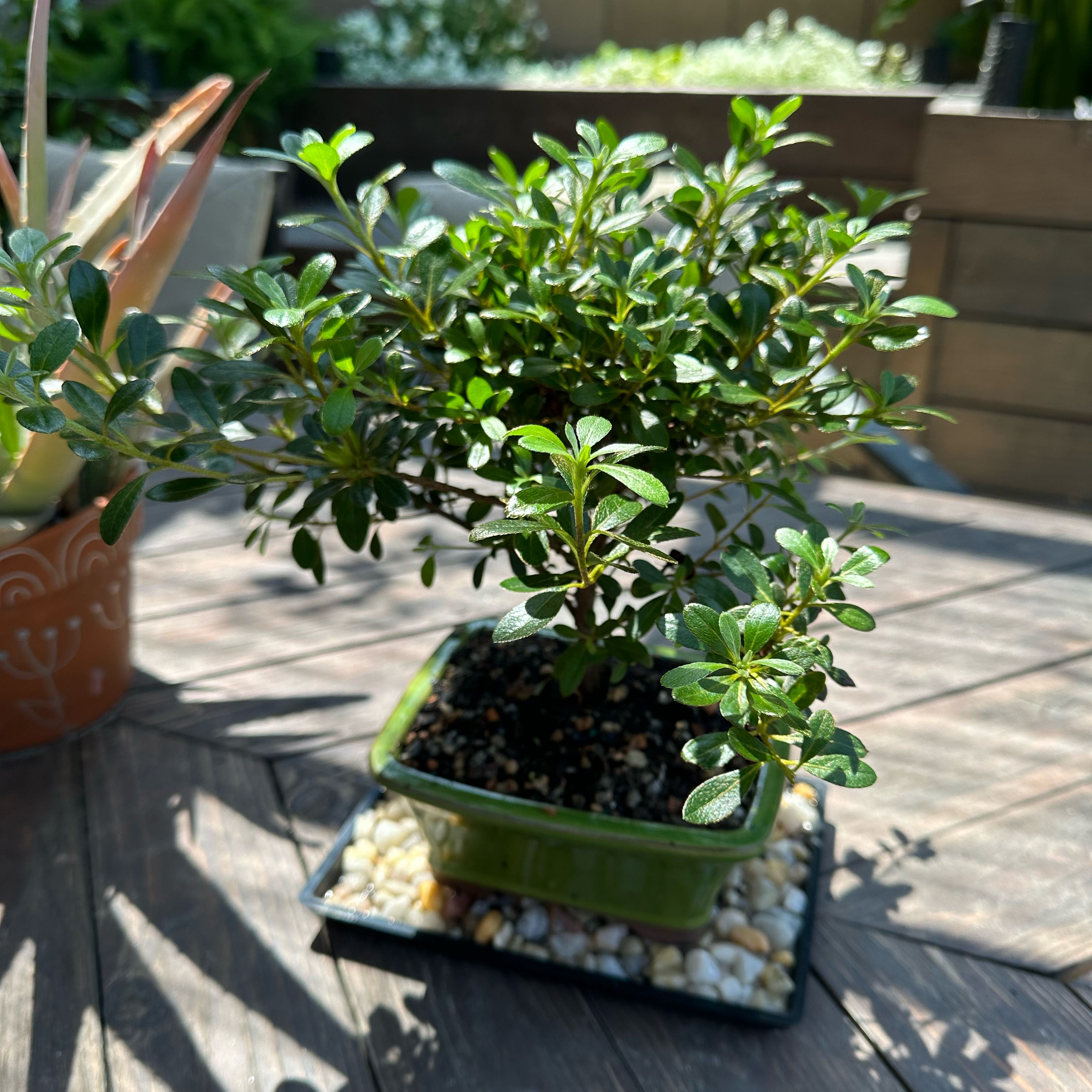 A healthy Satsuki azalea plant in a pot on a sunlit table.