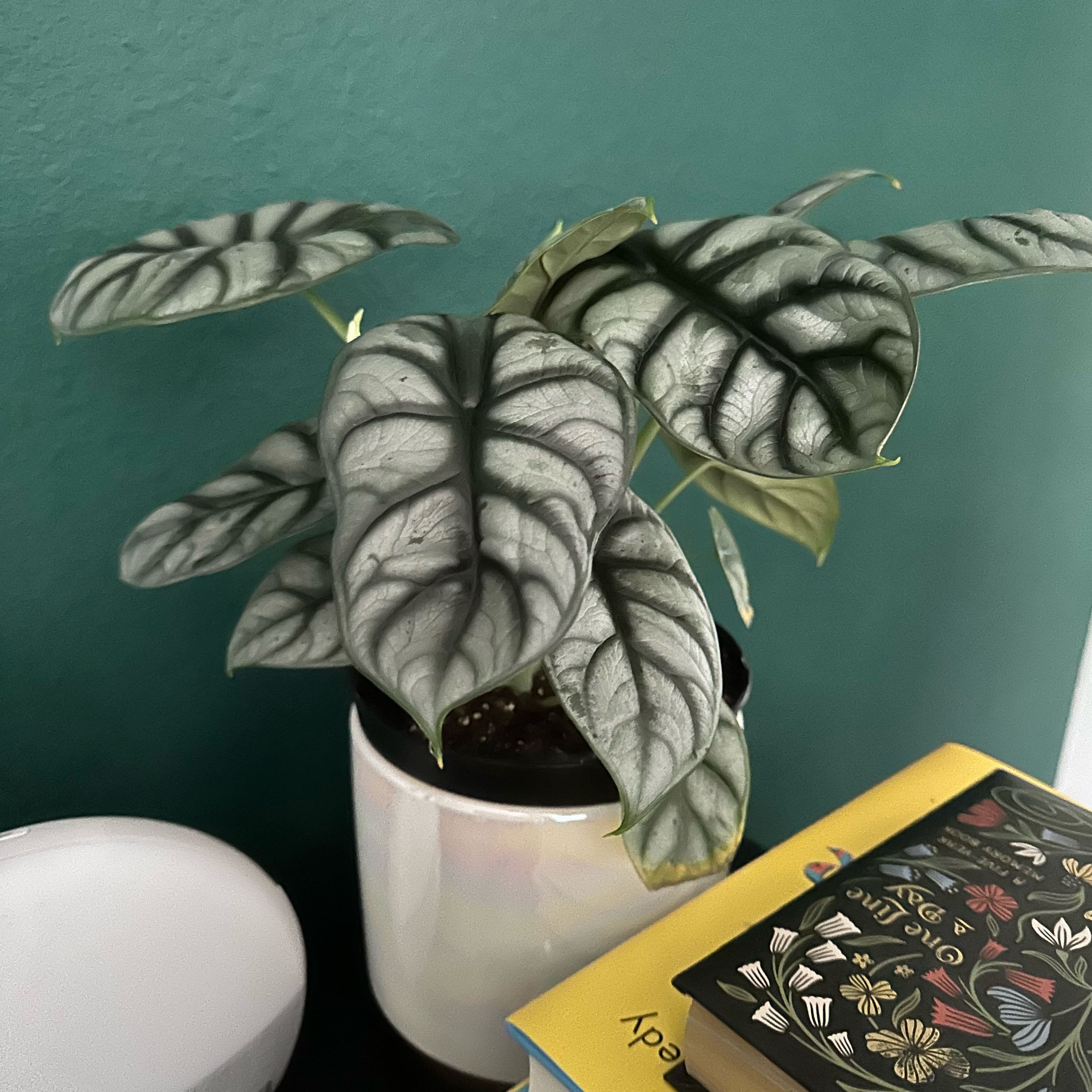 Alocasia 'Silver Dragon' plant with silver and dark green leaves in a white pot indoors.