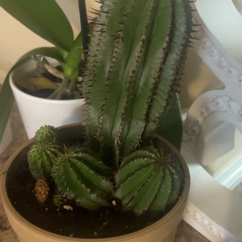 Photo of the plant species Milk Barrel Cactus by @KeyRubyball85 named Robert Plant on Greg, the plant care app