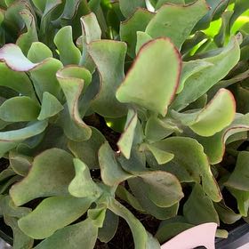 Photo of the plant species Pig's Ear by @TotalWoodfern71 named Elle on Greg, the plant care app