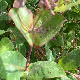 Photo of the plant species Honeysuckle by @TotalWoodfern71 named Mollie on Greg, the plant care app