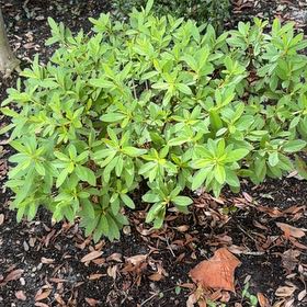 Photo of the plant species Ceylon Spinach by @SirBlackwood90 named James Dean on Greg, the plant care app
