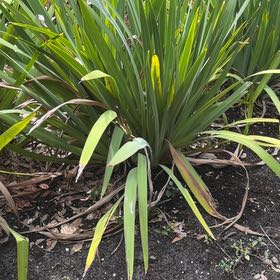 Photo of the plant species New Zealand Flax by @SirBlackwood90 named da Vinci on Greg, the plant care app