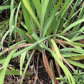 Photo of the plant species Cymbopogon Citratus by @SirBlackwood90 named Sproutacus on Greg, the plant care app