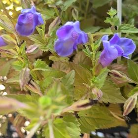 Photo of the plant species Wishbone Flower by @ZarfWeed9 named Cleopatra on Greg, the plant care app