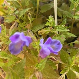 Photo of the plant species Wishbone Flower by @ZarfWeed9 named Clooney on Greg, the plant care app