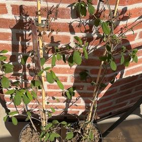 Photo of the plant species Japanese Snowball by @FineRedflax73 named Harper on Greg, the plant care app
