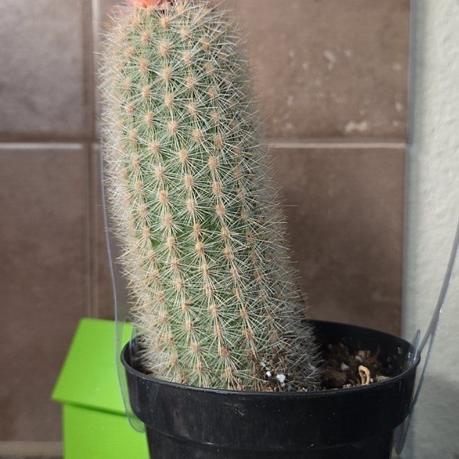 Photo of the plant species Texas Rainbow Cactus by @BigCaladium21 named Elle on Greg, the plant care app