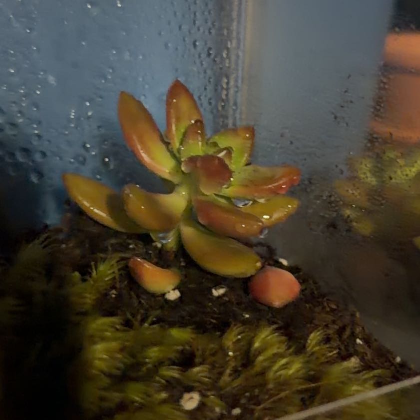 Photo of the plant species Sedum adolphi 'Gold Dust' by @SirCowshorn0 named Sproutacus on Greg, the plant care app