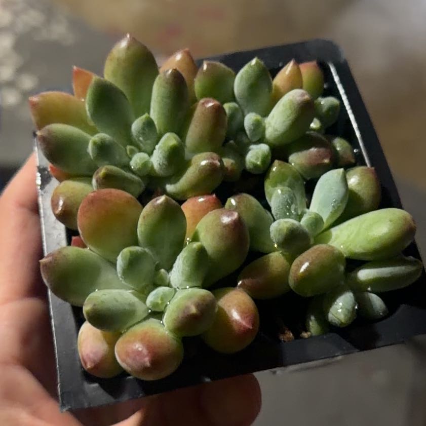 Photo of the plant species Pachyphytum 'Starburst' by @SirCowshorn0 named Bigleef Smalls on Greg, the plant care app