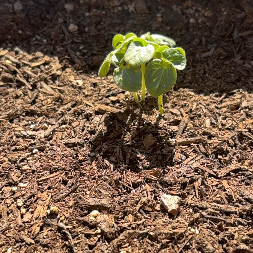 Photo of the plant species Abelmoschus Esculentus by @NewRedwood52 named Gobi on Greg, the plant care app