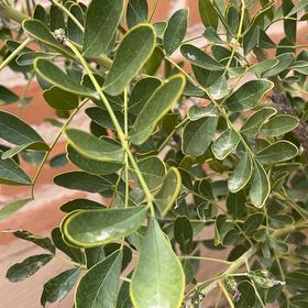 Photo of the plant species Texas Mountain Laurel by @RealTagetes86 named Michelle Branch on Greg, the plant care app