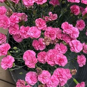 Photo of the plant species Dianthus 'Pink Kisses' by @WinsomeKingfern named Planty on Greg, the plant care app