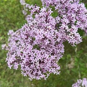 Photo of the plant species Lilac by @WinsomeKingfern named Fernie Mercury on Greg, the plant care app