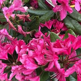 Photo of the plant species Pontian Rhododendron by @WinsomeKingfern named Gaga on Greg, the plant care app