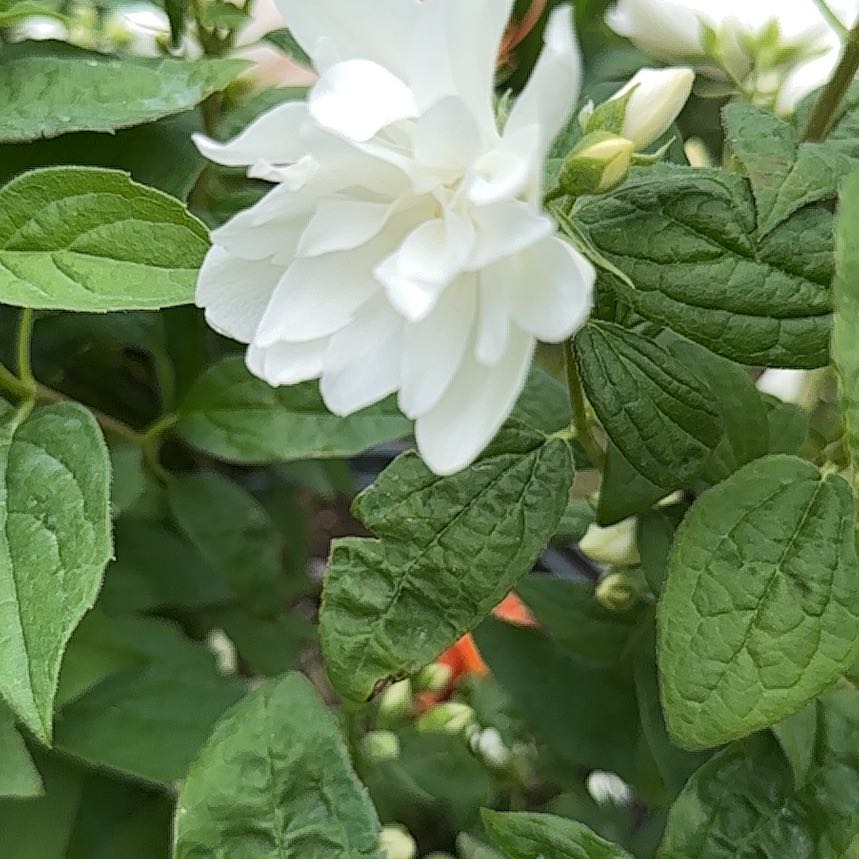 Photo of the plant species Sweet Mock Orange by @WinsomeKingfern named Tolkien on Greg, the plant care app