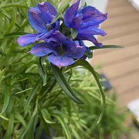 Photo of the plant species Siberian Larkspur by @WinsomeKingfern named Beyonce on Greg, the plant care app