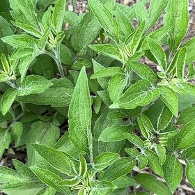 Photo of the plant species Mealycup Sage by @WinsomeKingfern named Sol on Greg, the plant care app