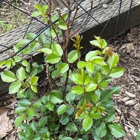 Photo of the plant species Multiflora Rose by @WinsomeKingfern named Harper on Greg, the plant care app