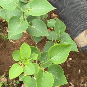 Photo of the plant species Lilac by @WinsomeKingfern named Plato on Greg, the plant care app
