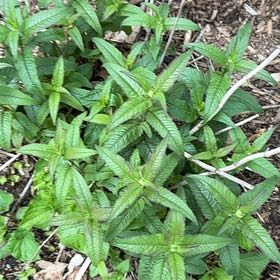 Photo of the plant species Garden Speedwell by @WinsomeKingfern named Huckleberry Fern on Greg, the plant care app