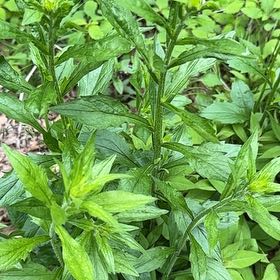 Photo of the plant species Wrinkleleaf Goldenrod by @WinsomeKingfern named Demi on Greg, the plant care app