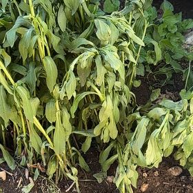 Photo of the plant species Shasta Daisy by @WinsomeKingfern named Fernie Saunders on Greg, the plant care app