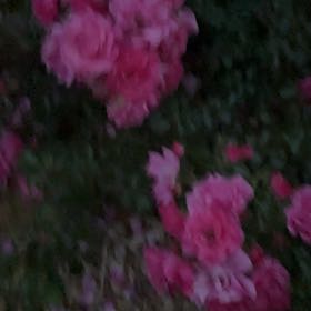 Photo of the plant species French Rose by @WinsomeKingfern named Oscar on Greg, the plant care app