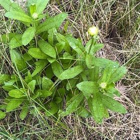 Photo of the plant species Max Chrysanthemum by @WinsomeKingfern named Gates on Greg, the plant care app