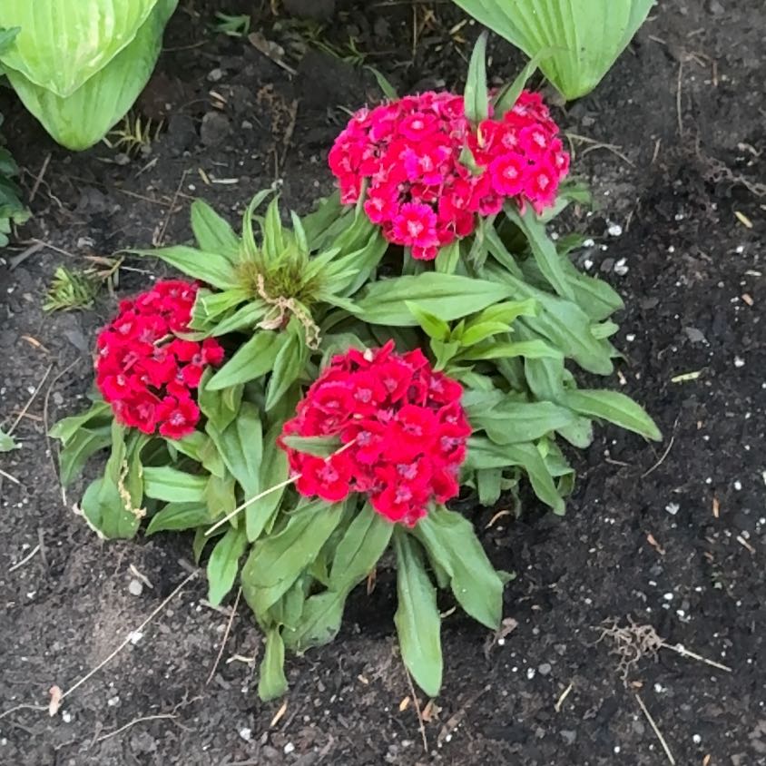 Photo of the plant species Sweet William by @HipAnthemis52 named Treeyoncé on Greg, the plant care app