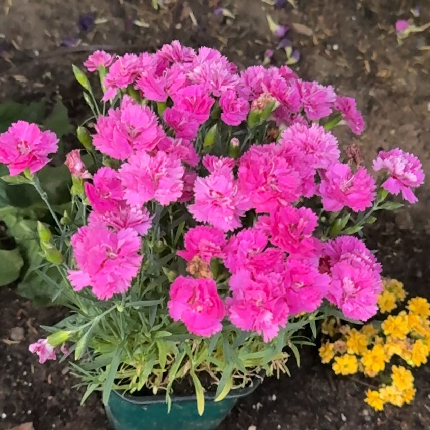 Photo of the plant species Dianthus Caryophyllus by @HipAnthemis52 named Eva on Greg, the plant care app
