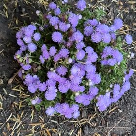 Photo of the plant species Flossflower by @HipAnthemis52 named Luna on Greg, the plant care app