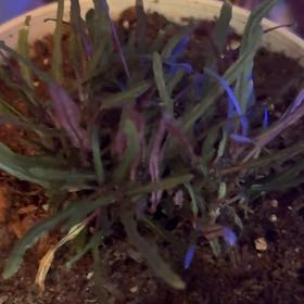 Photo of the plant species Buckhorn Plantain by @DrivenMastic35 named Doja Cat on Greg, the plant care app