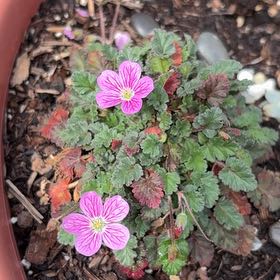 Photo of the plant species Royal Mallow by @UberZygocactus named Achilles on Greg, the plant care app