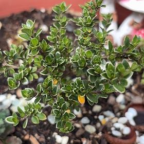 Photo of the plant species Rockspray Cotoneaster by @UberZygocactus named Coco on Greg, the plant care app