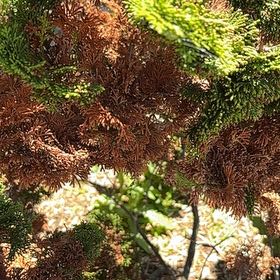Photo of the plant species Japanese Cedar by @BrawnyHardpine named Lola on Greg, the plant care app