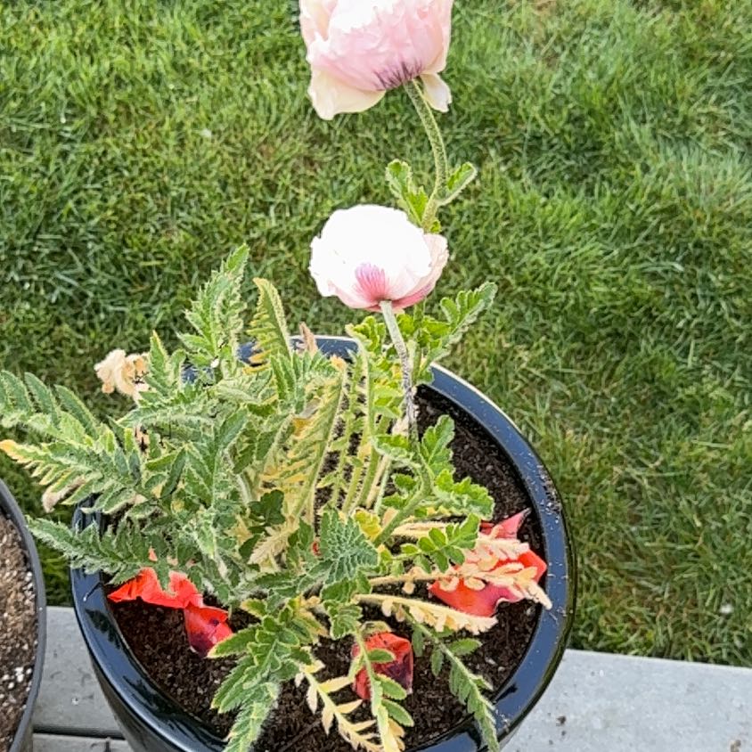Photo of the plant species Oriental Poppy by @RichBlueelf68 named Bodhi on Greg, the plant care app