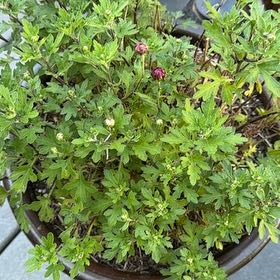 Photo of the plant species Naughty Man by @RichBlueelf68 named Xena on Greg, the plant care app