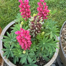 Photo of the plant species Lupinus Polyphyllus by @RichBlueelf68 named Coco on Greg, the plant care app