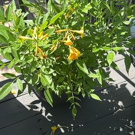 Photo of the plant species Yellow Bells by @GemBanana9 named Zeus on Greg, the plant care app