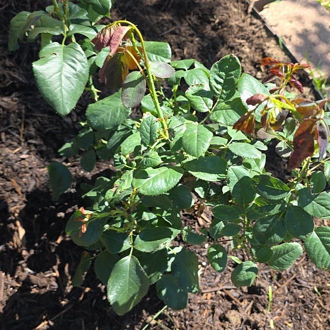 Photo of the plant species California Wildrose by @CarefreeMira1 named Bieber on Greg, the plant care app