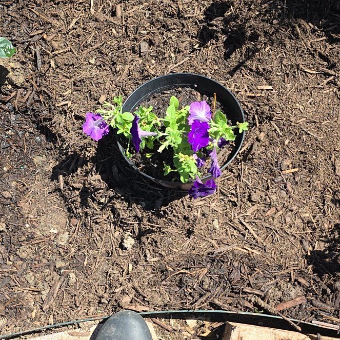 Photo of the plant species Edging Lobelia by @CarefreeMira1 named Sigmund on Greg, the plant care app