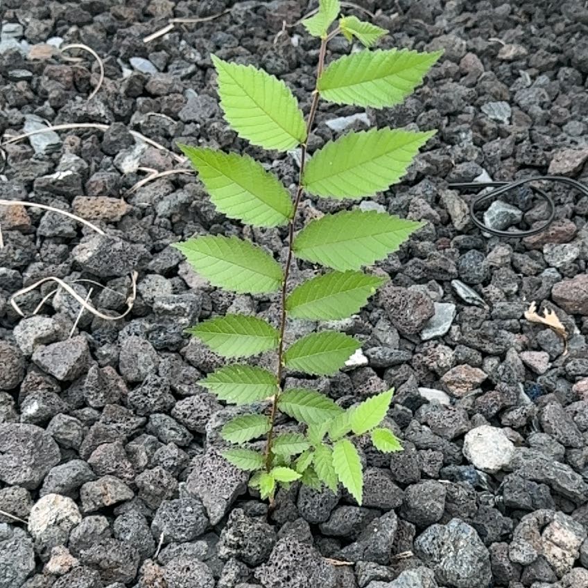Photo of the plant species Siberian Elm by @RootedIvy46 named Navajo on Greg, the plant care app