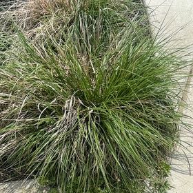 Photo of the plant species Texas Sacahuista by @RootedIvy46 named Elle on Greg, the plant care app