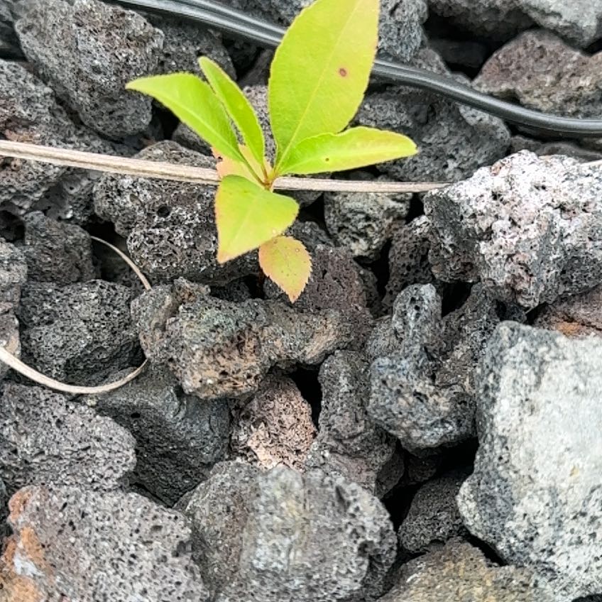 Photo of the plant species Western Chokecherry by @RootedIvy46 named Plato on Greg, the plant care app