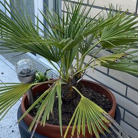 Photo of the plant species Mediterranean Dwarf Palm by @PrimaryPothos51 named Shakira on Greg, the plant care app