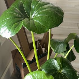 Photo of the plant species Leopard Plant by @MoneyedComet88 named Orwell on Greg, the plant care app